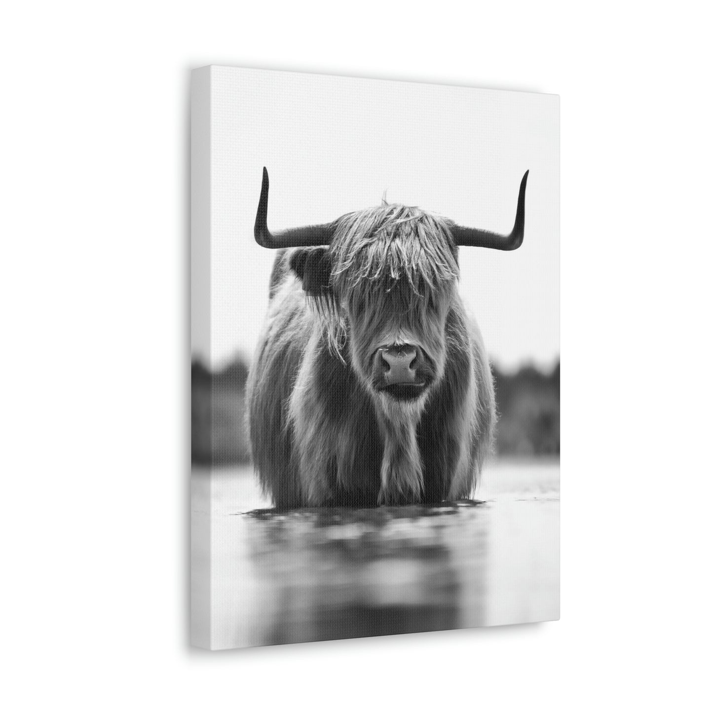 Highland Cow in water