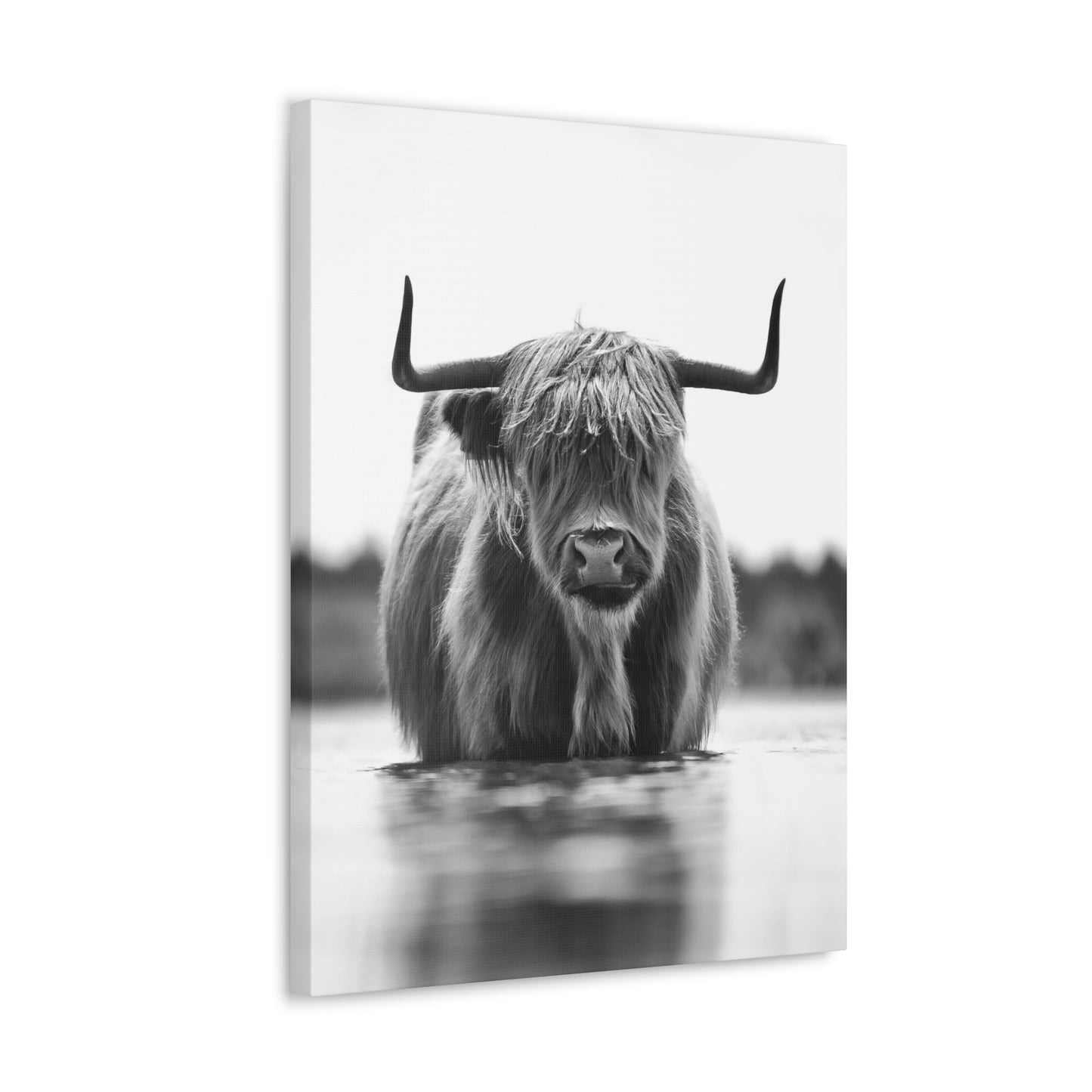 Highland Cow in water