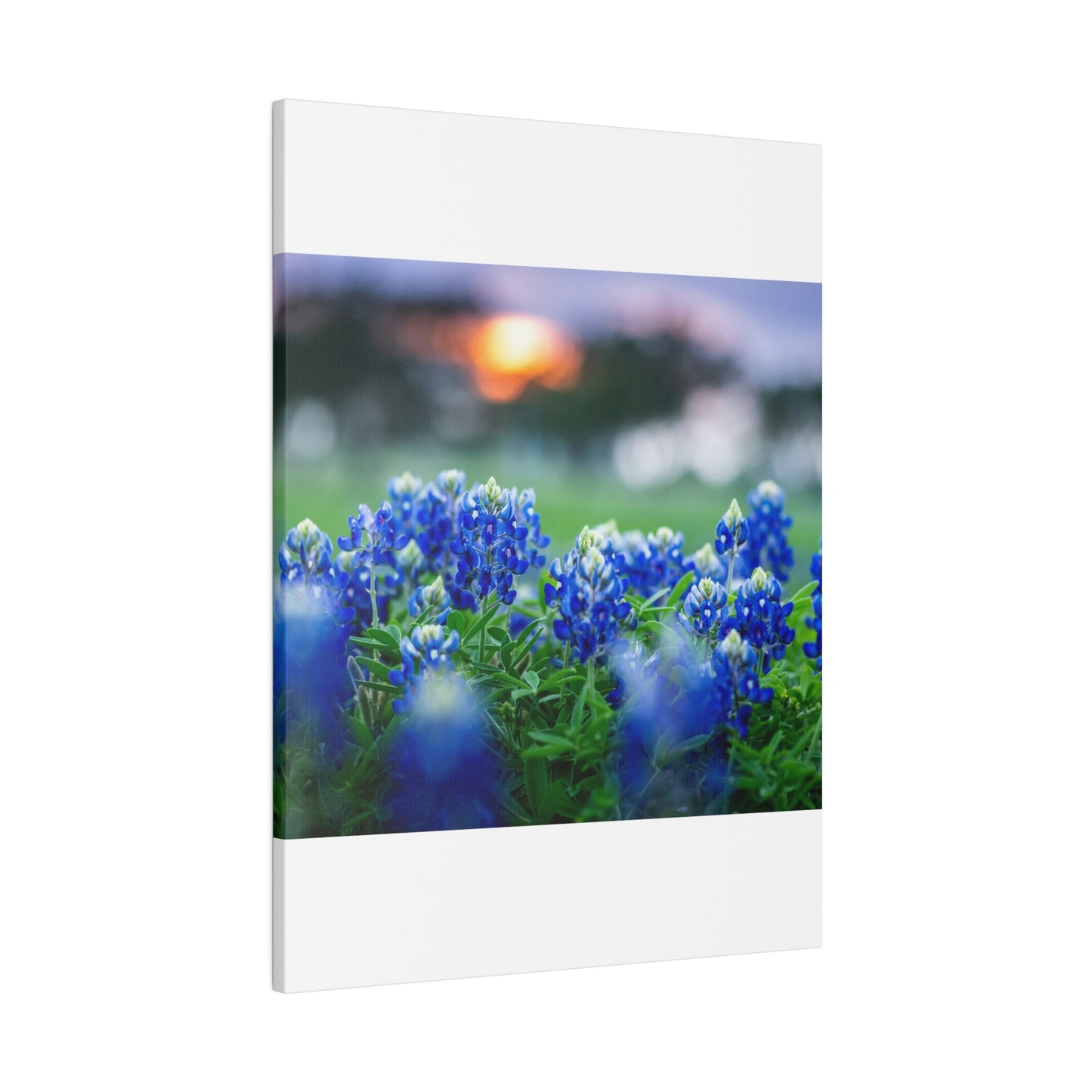 Blue Bonnets on matte Canvas, Stretched, 0.75"