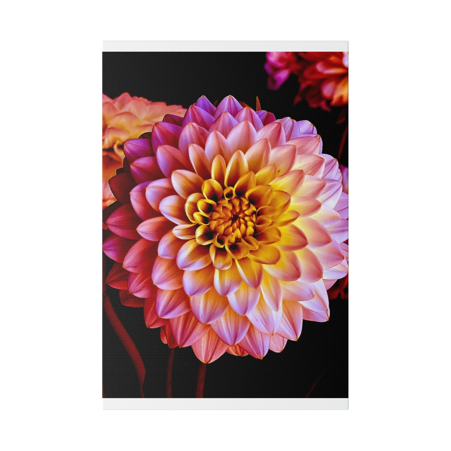 Colorful Dahlia on Matte Canvas, Stretched, 0.75"