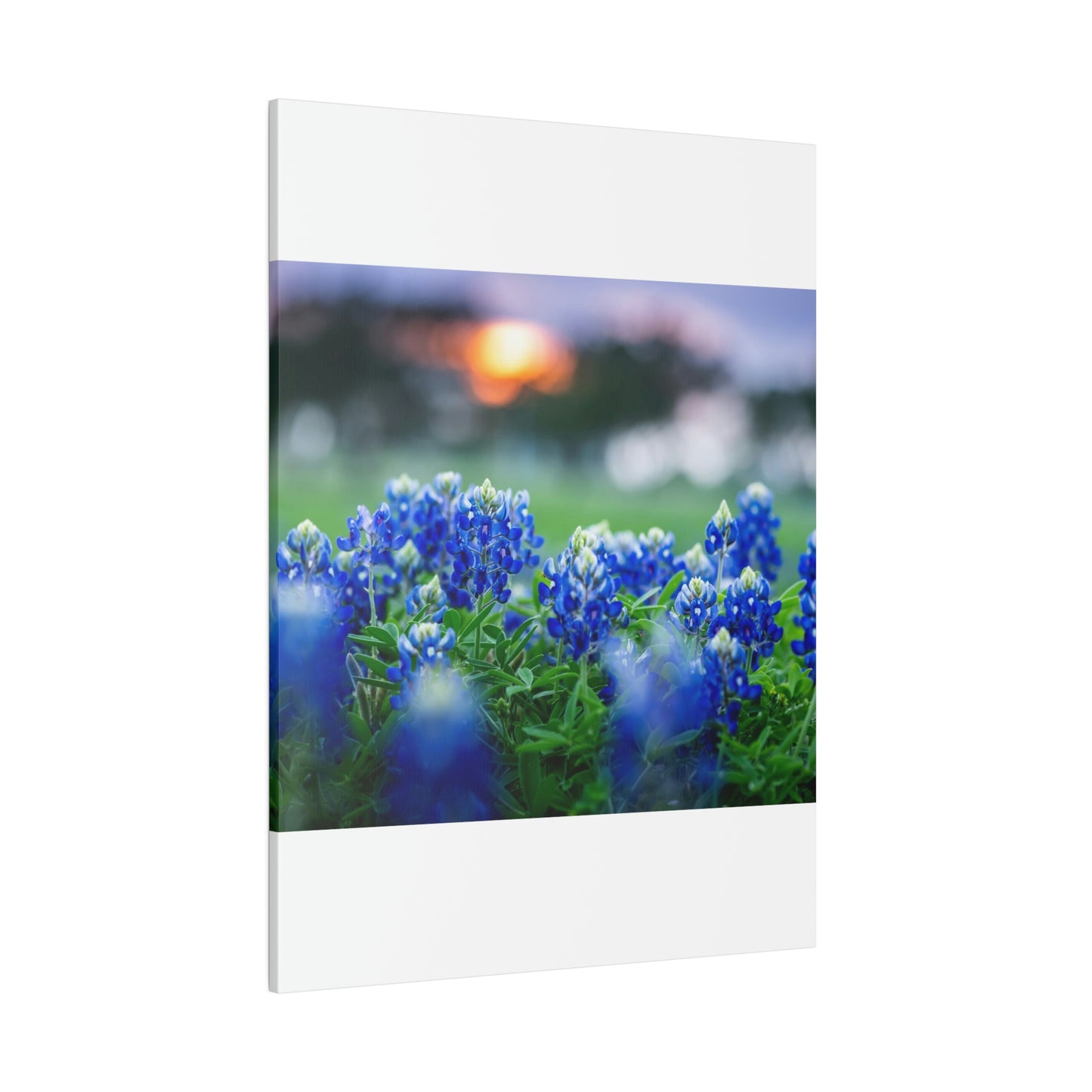 Blue Bonnets on matte Canvas, Stretched, 0.75"