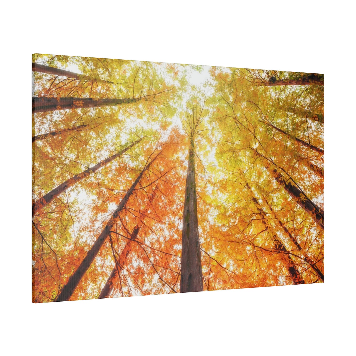 A fall Dream on Matte Canvas, Stretched, 0.75"