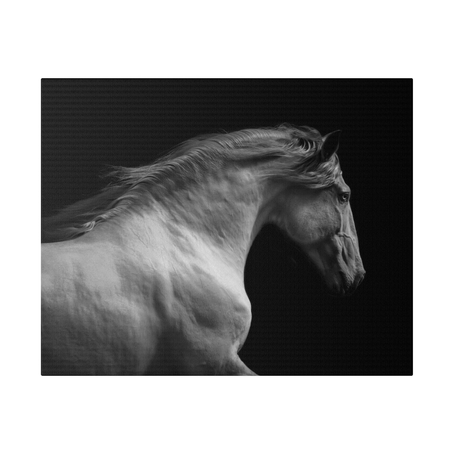 Black and White Horse on Matte Canvas, Stretched, 0.75"