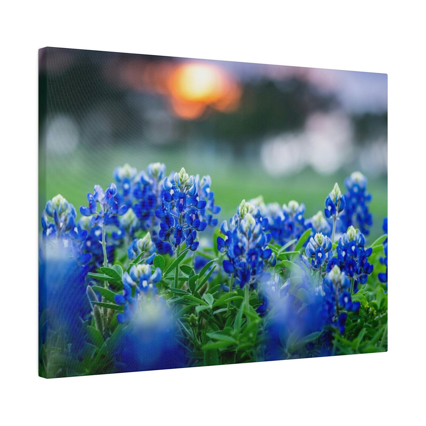 Blue Bonnets on matte Canvas, Stretched, 0.75"