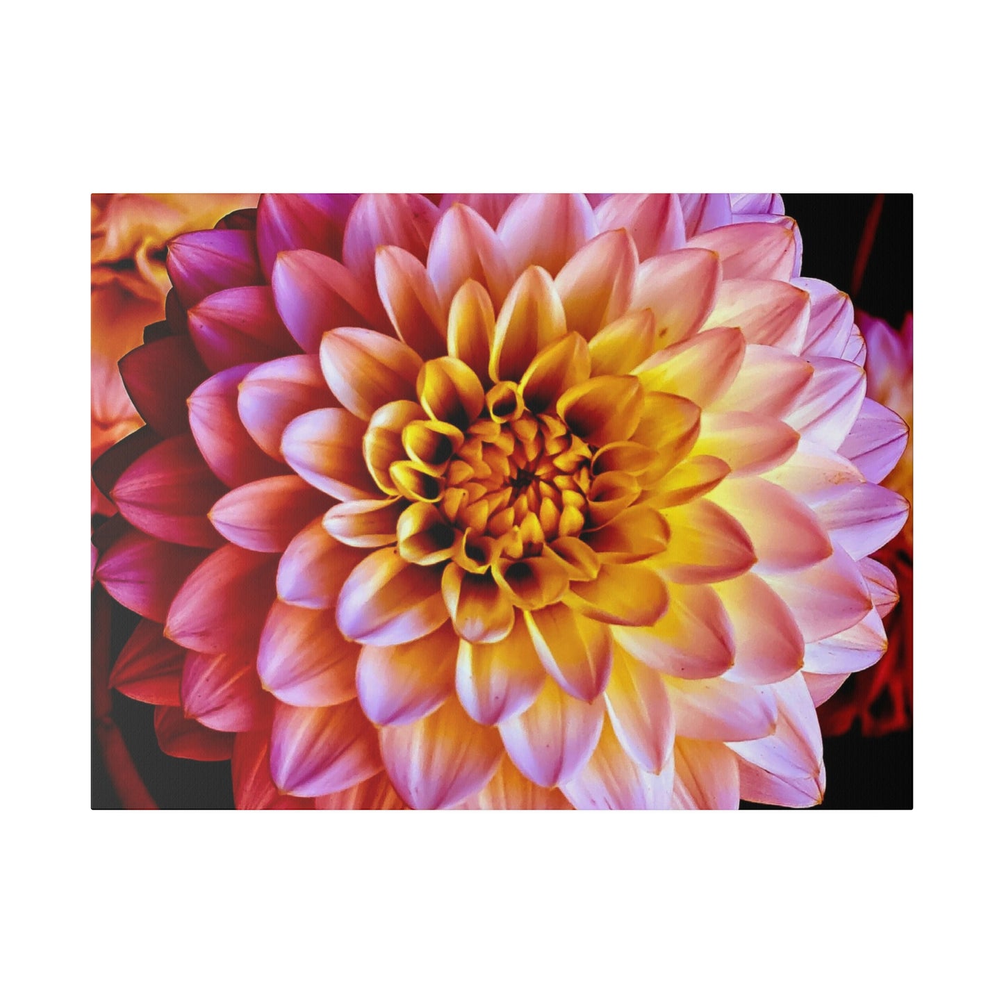 Colorful Dahlia on Matte Canvas, Stretched, 0.75"