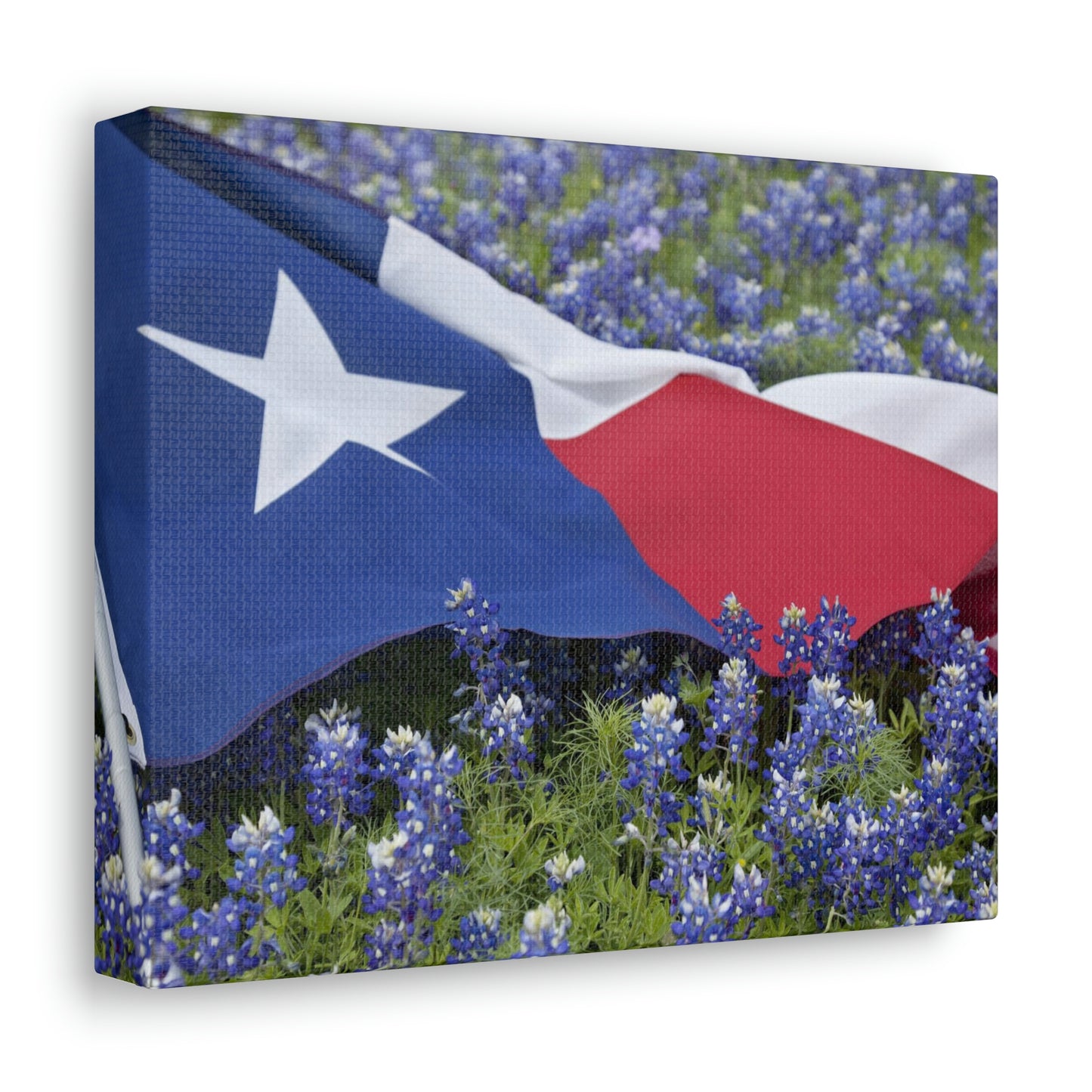 Texas Bluebonnets