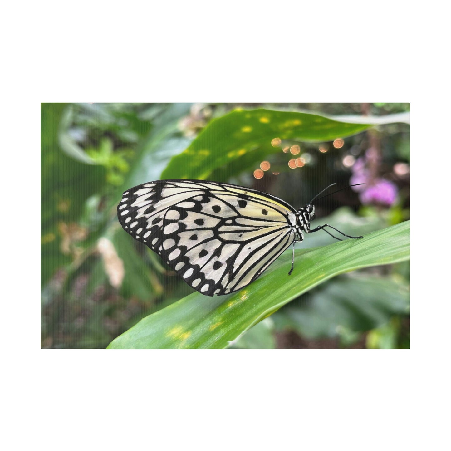 Black and White Butterfly on Matte Canvas, Stretched, 0.75"