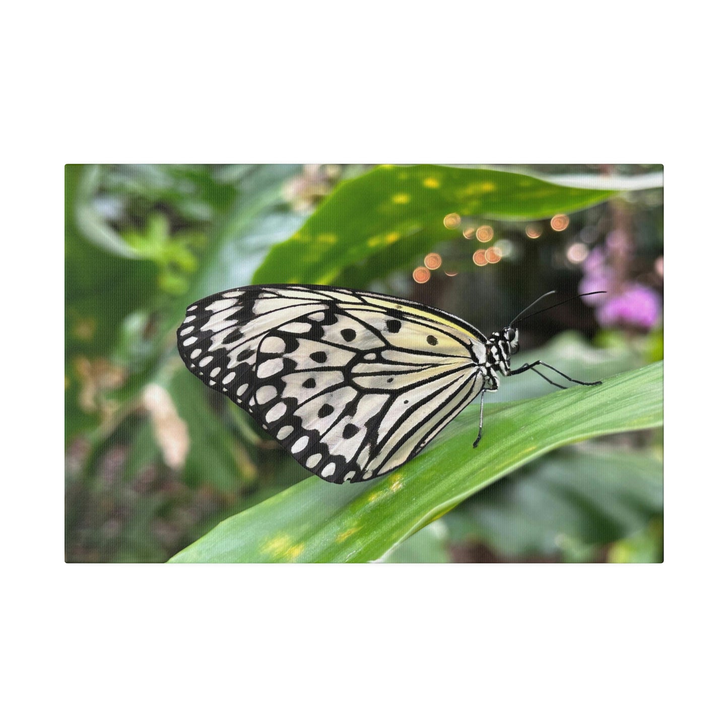 Black and White Butterfly on Matte Canvas, Stretched, 0.75"