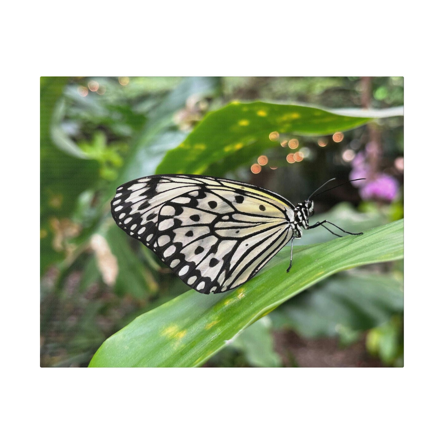 Black and White Butterfly on Matte Canvas, Stretched, 0.75"