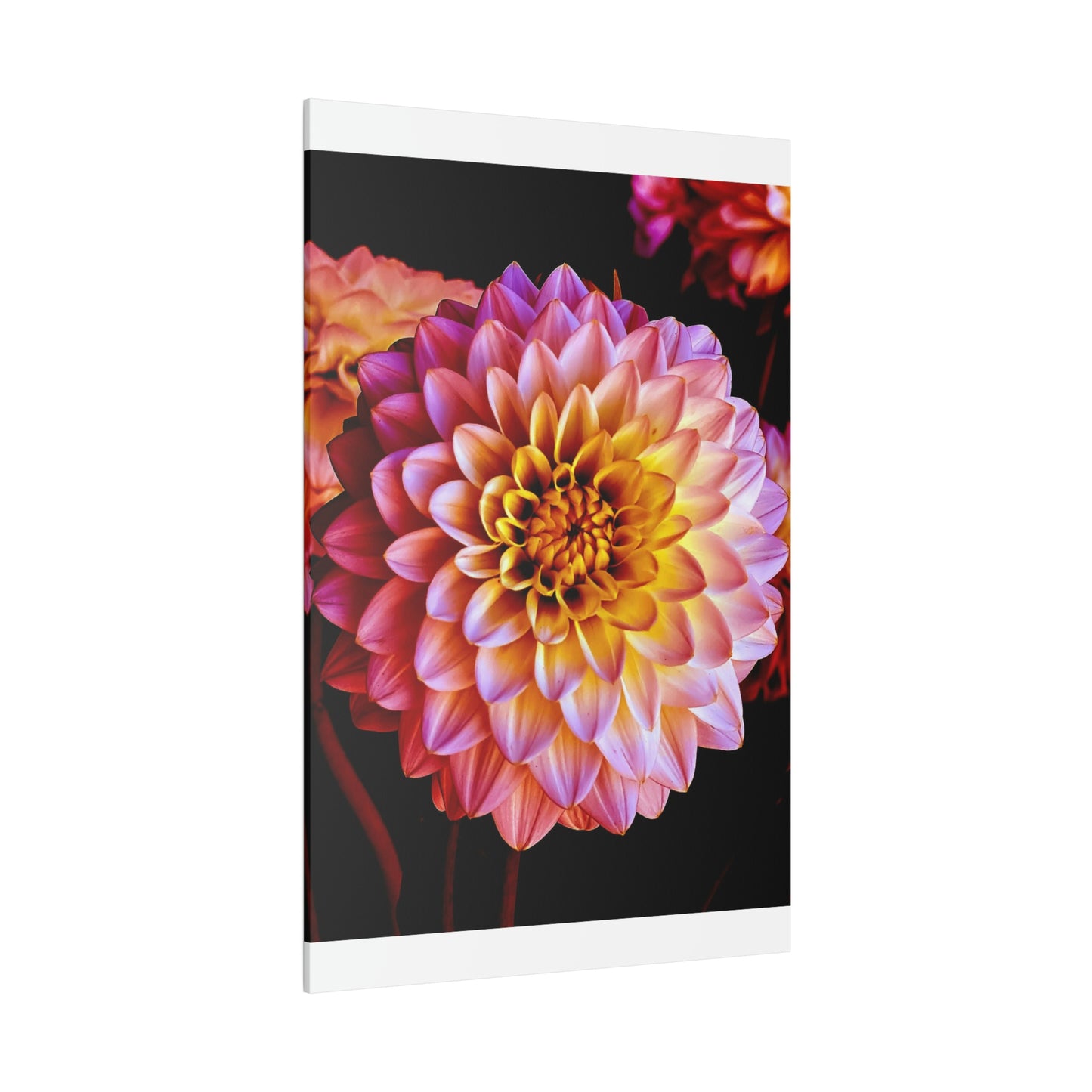 Colorful Dahlia on Matte Canvas, Stretched, 0.75"