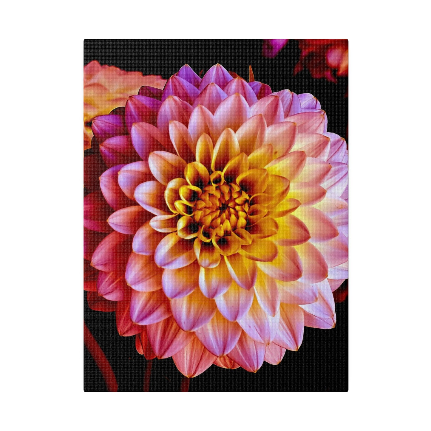 Colorful Dahlia on Matte Canvas, Stretched, 0.75"