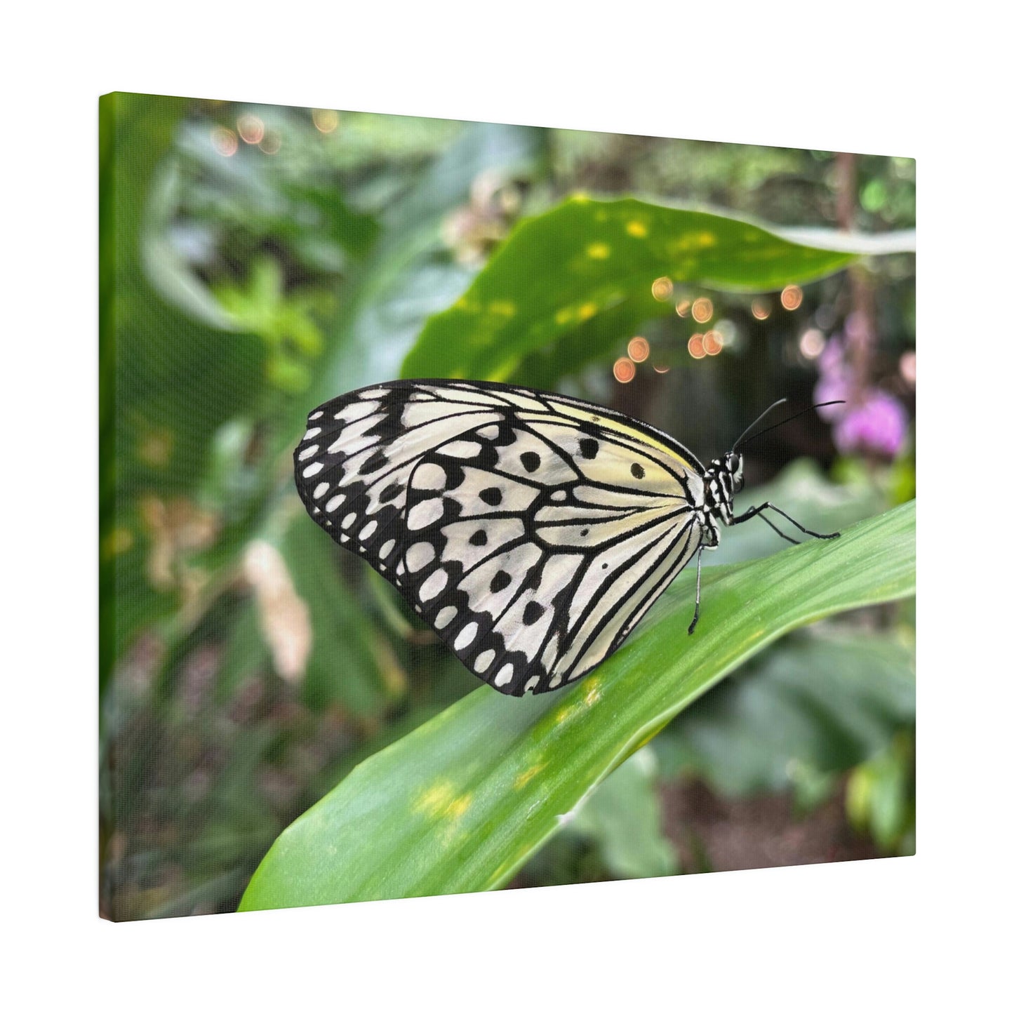 Black and White Butterfly on Matte Canvas, Stretched, 0.75"