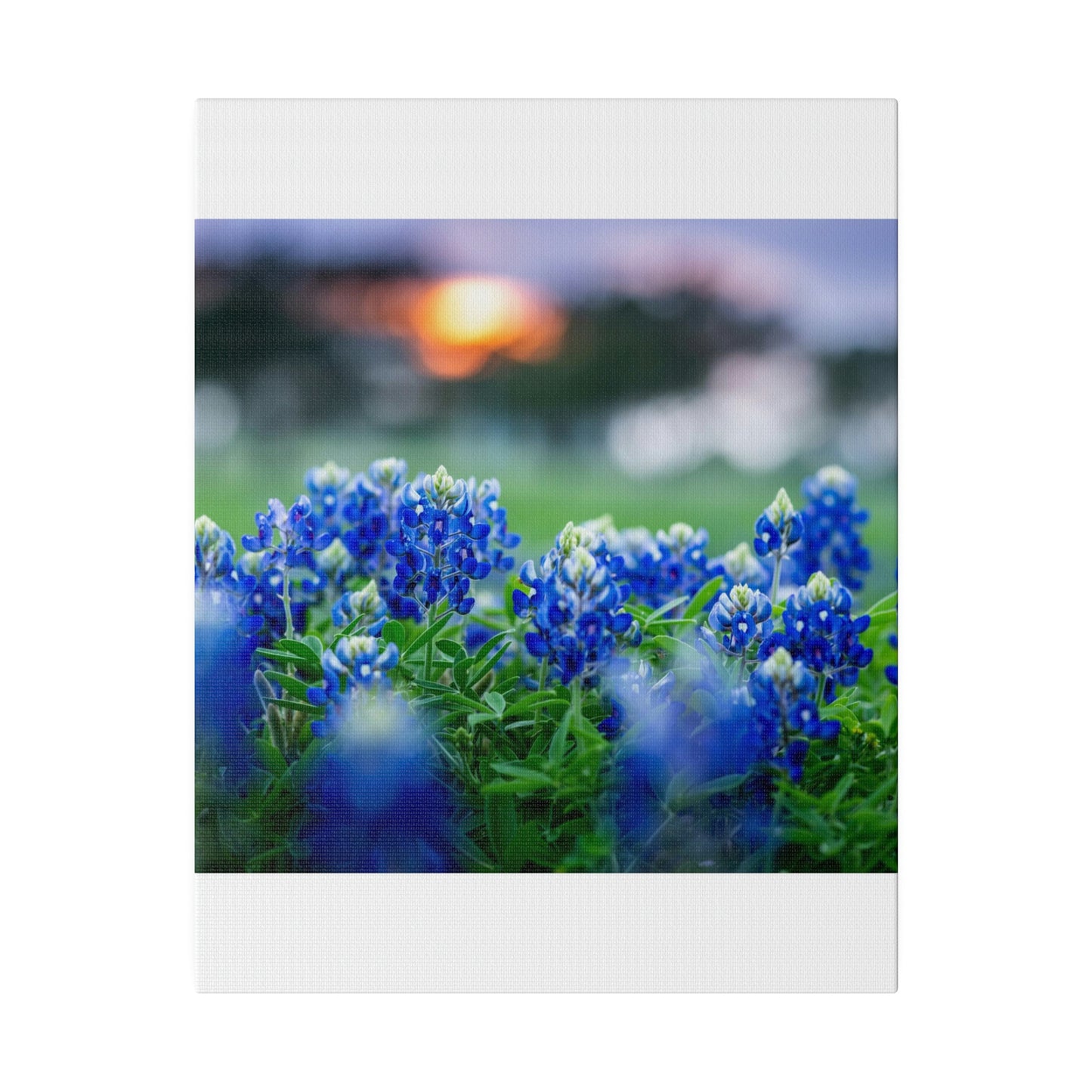 Blue Bonnets on matte Canvas, Stretched, 0.75"