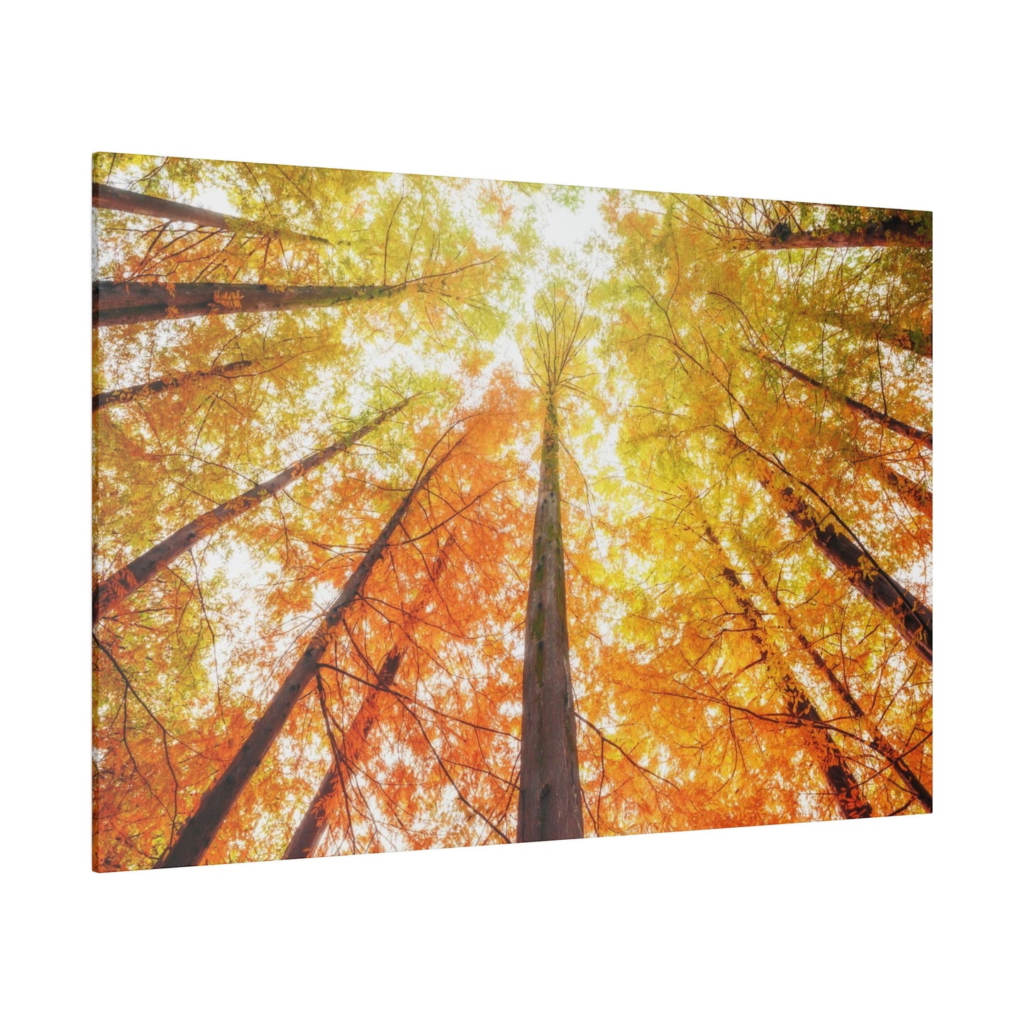 A fall Dream on Matte Canvas, Stretched, 0.75"