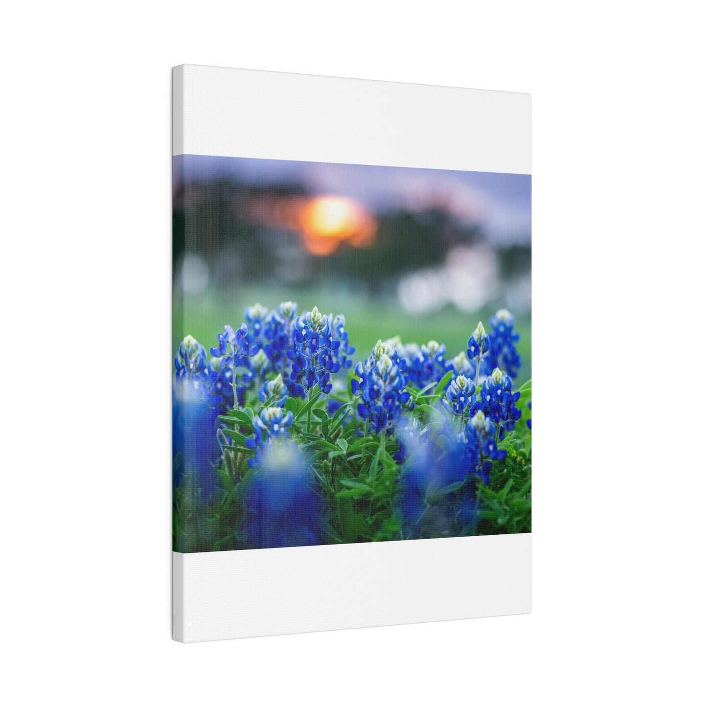 Blue Bonnets on matte Canvas, Stretched, 0.75"