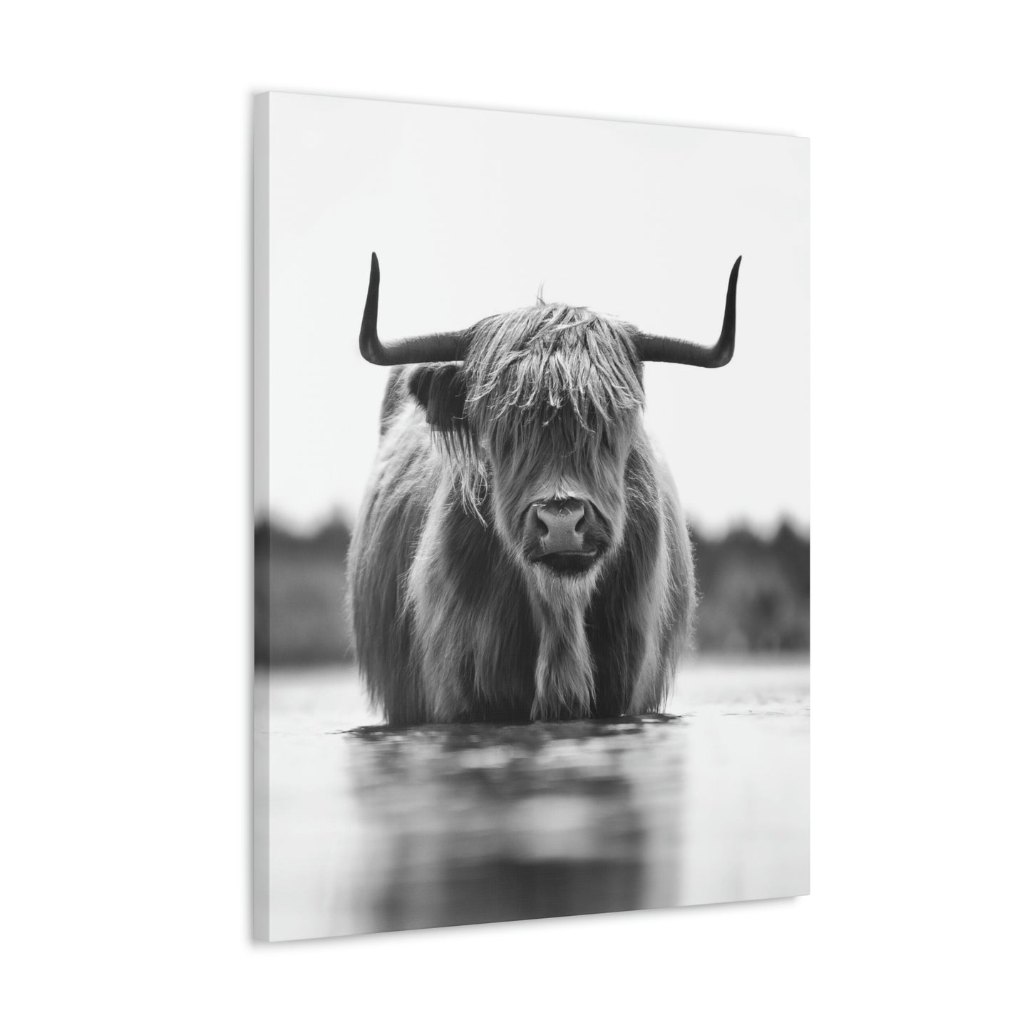 Highland Cow in water