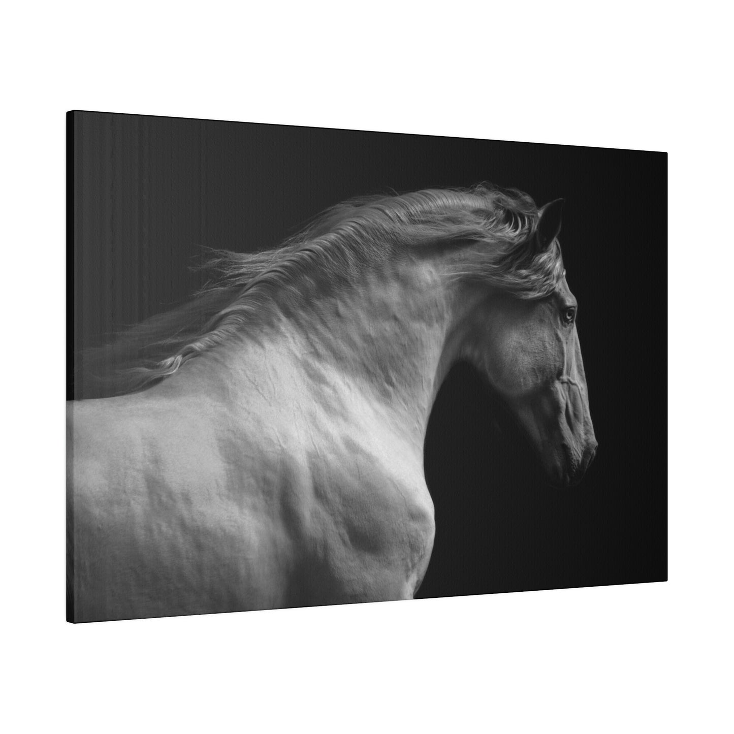 Black and White Horse on Matte Canvas, Stretched, 0.75"