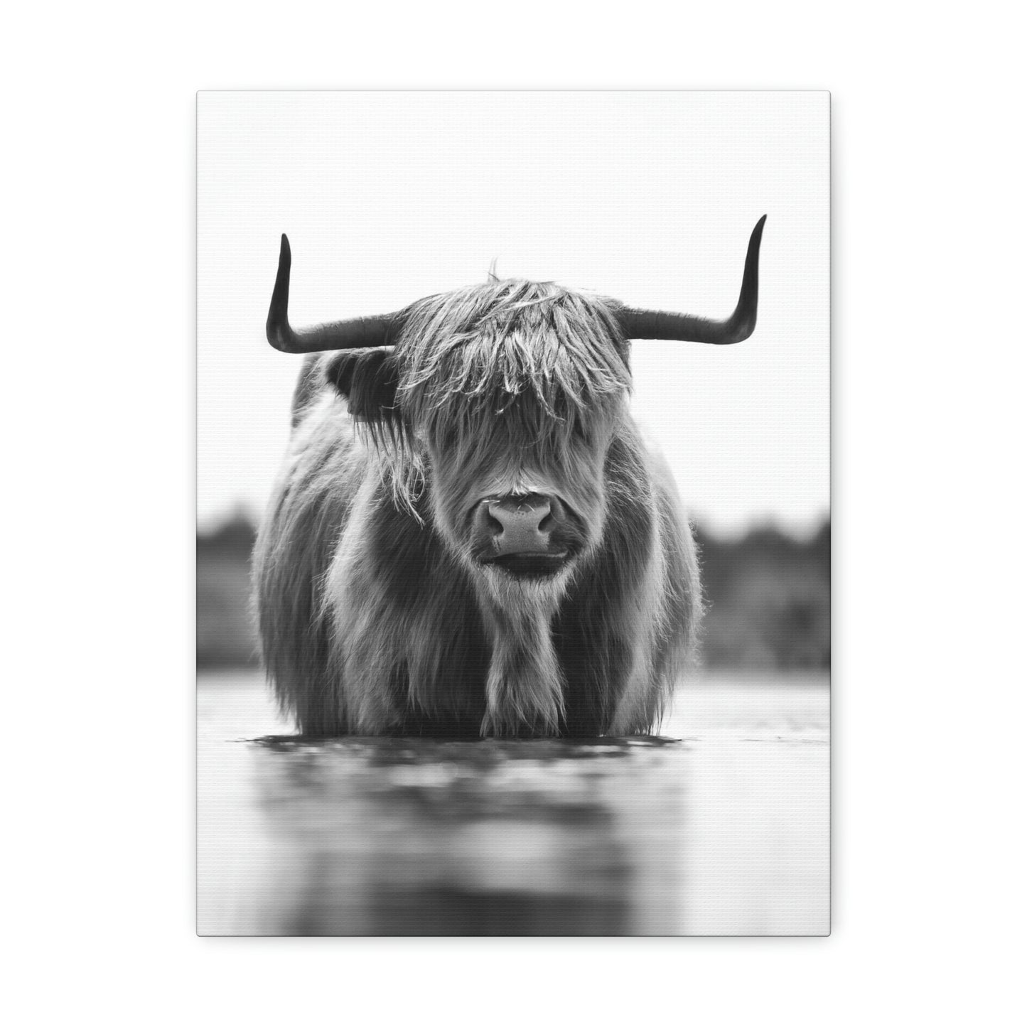 Highland Cow in water