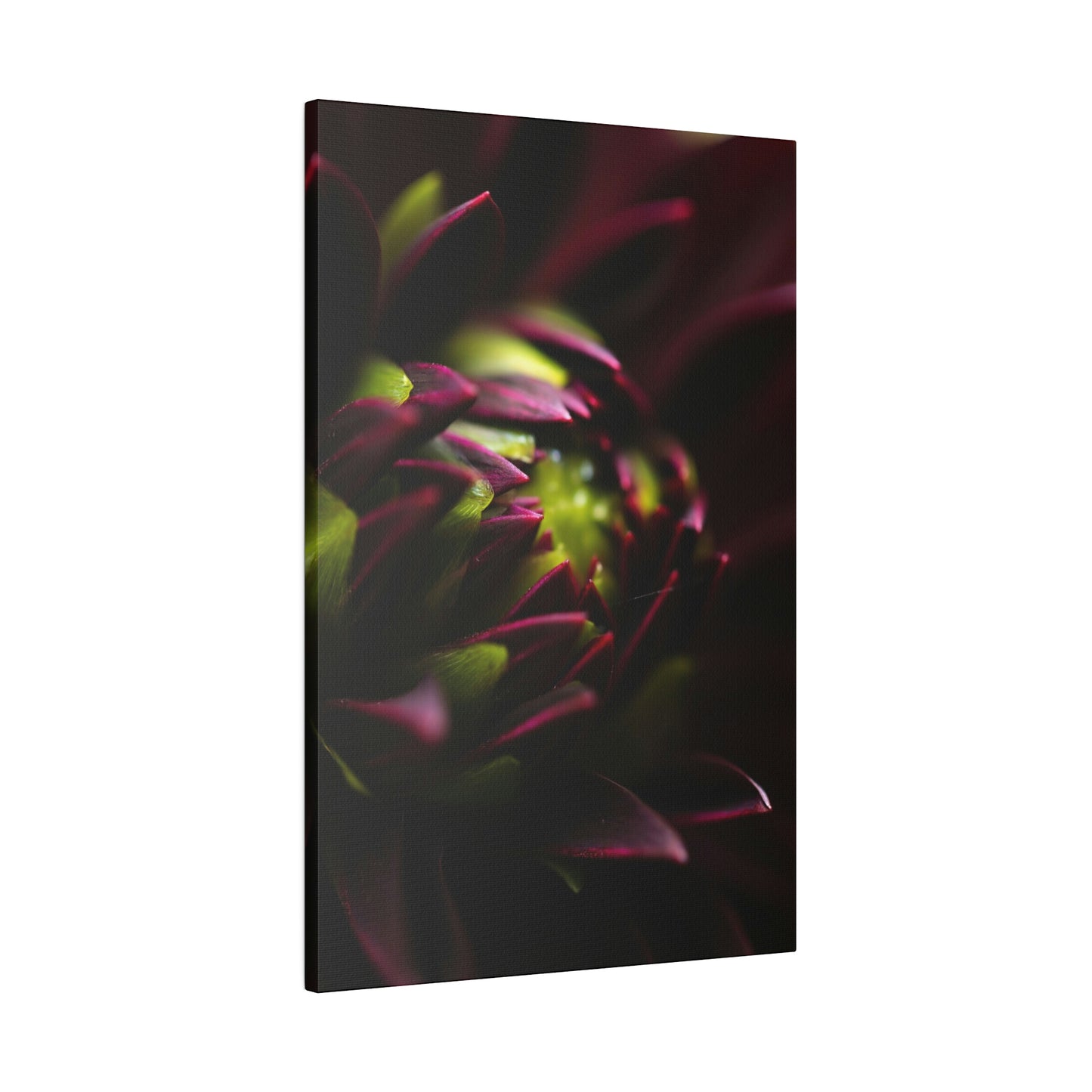 Purple Dahlia on Matte Canvas, Stretched, 0.75"