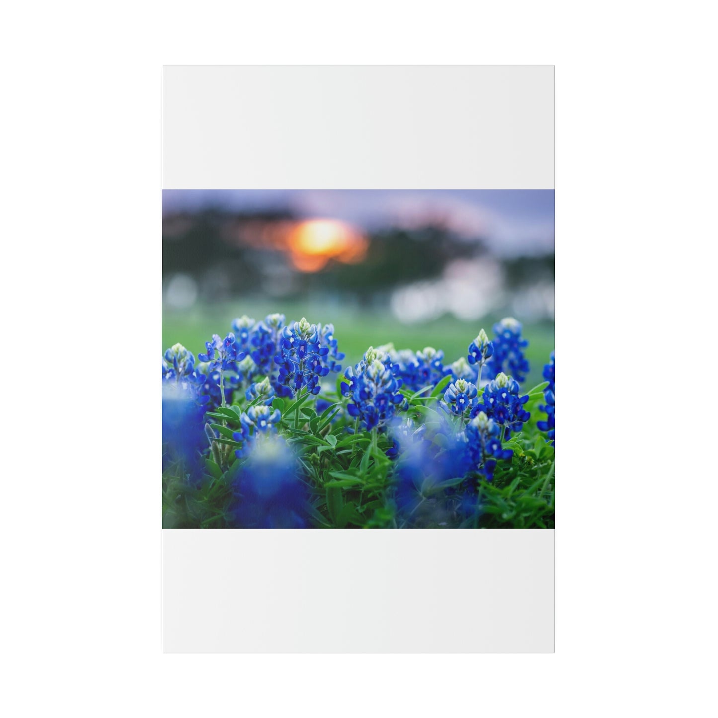 Blue Bonnets on matte Canvas, Stretched, 0.75"