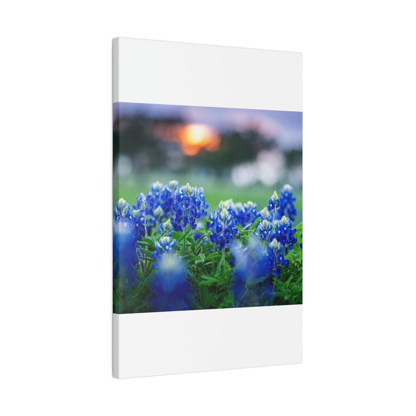 Blue Bonnets on matte Canvas, Stretched, 0.75"