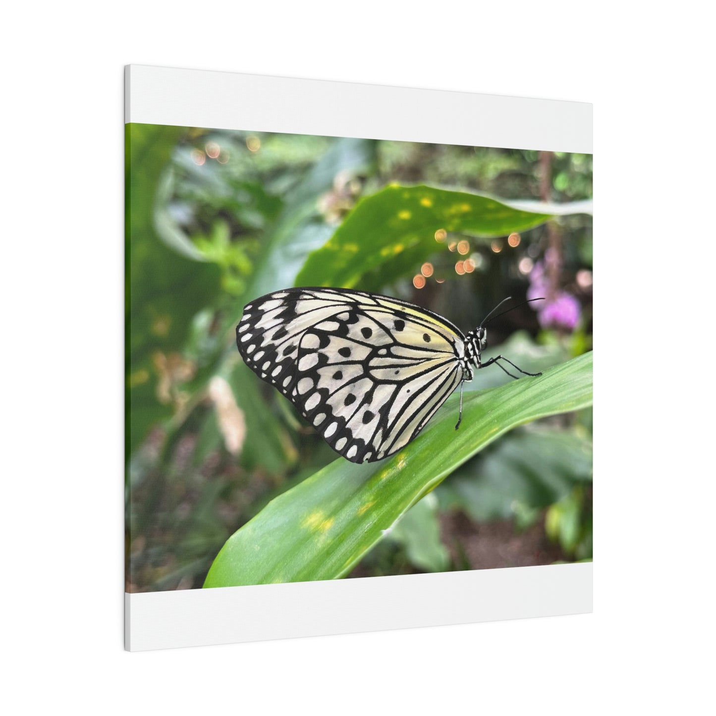 Black and White Butterfly on Matte Canvas, Stretched, 0.75"