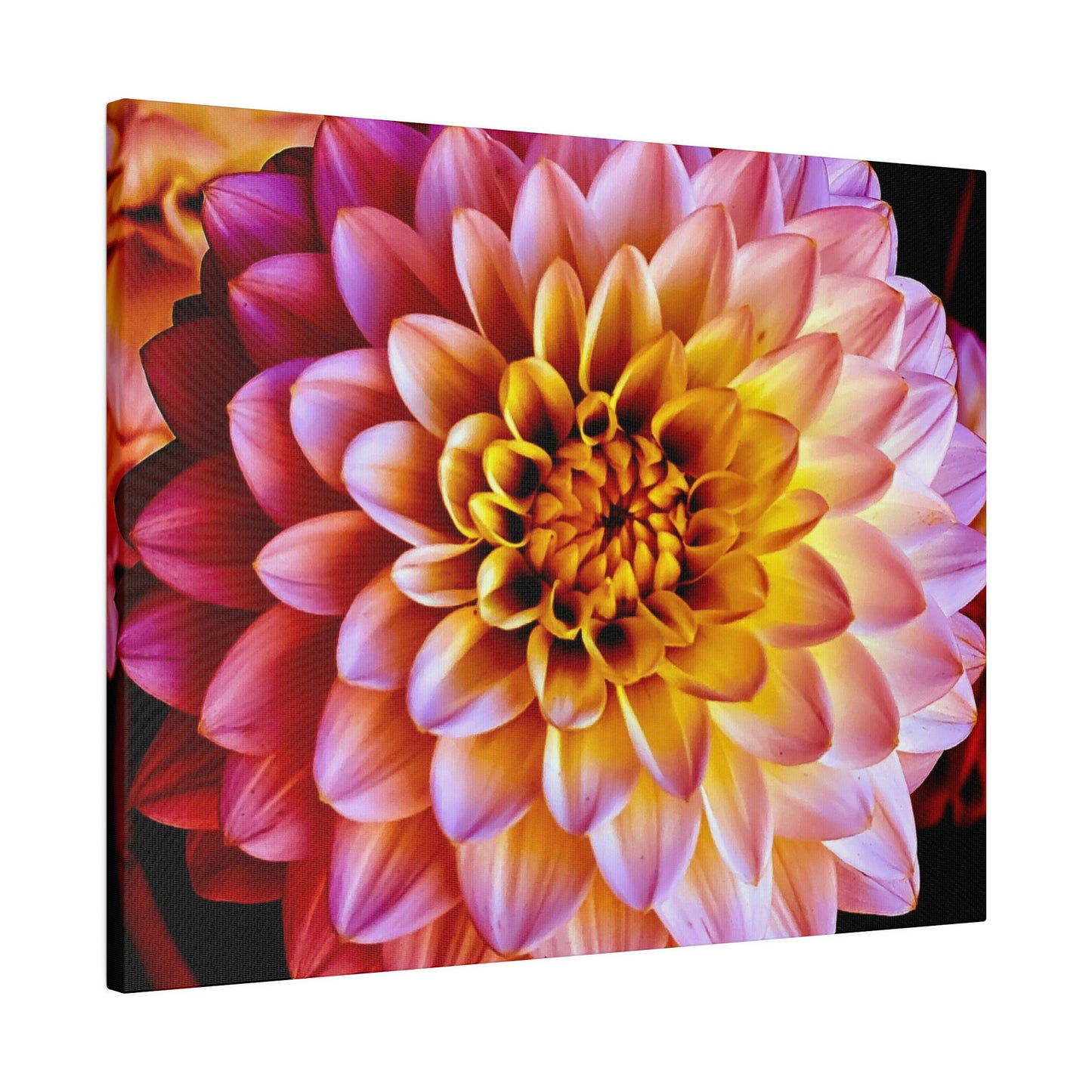 Colorful Dahlia on Matte Canvas, Stretched, 0.75"