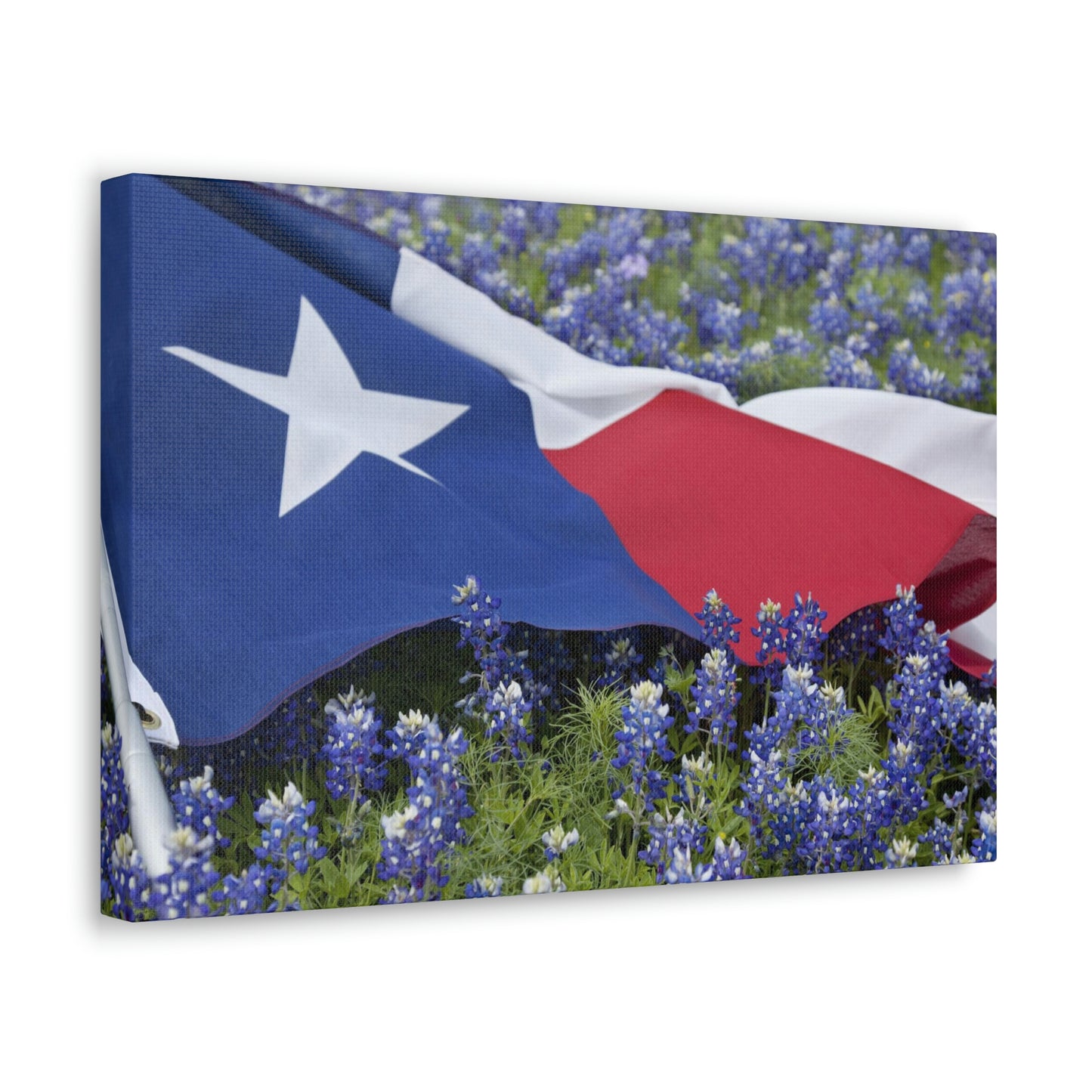 Texas Bluebonnets