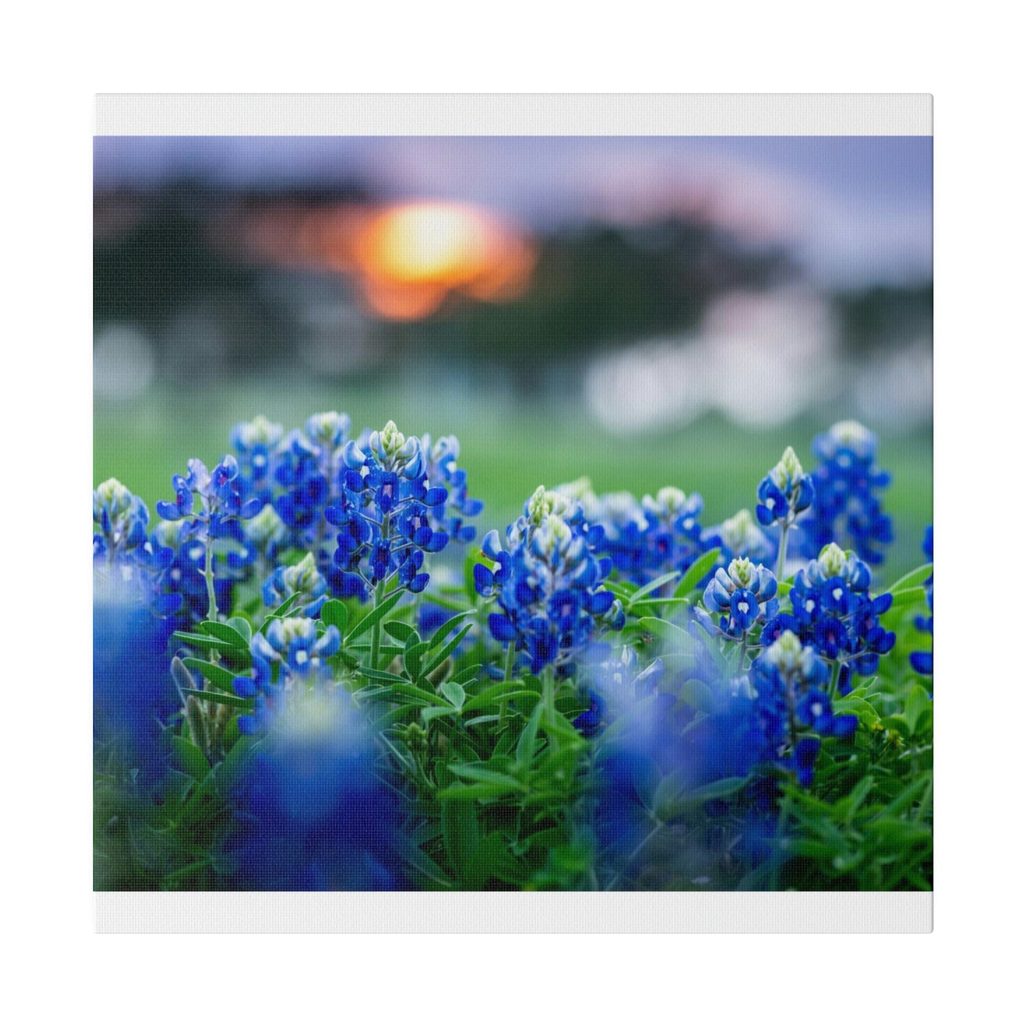 Blue Bonnets on matte Canvas, Stretched, 0.75"