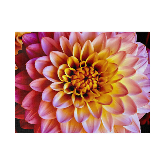 Colorful Dahlia on Matte Canvas, Stretched, 0.75"