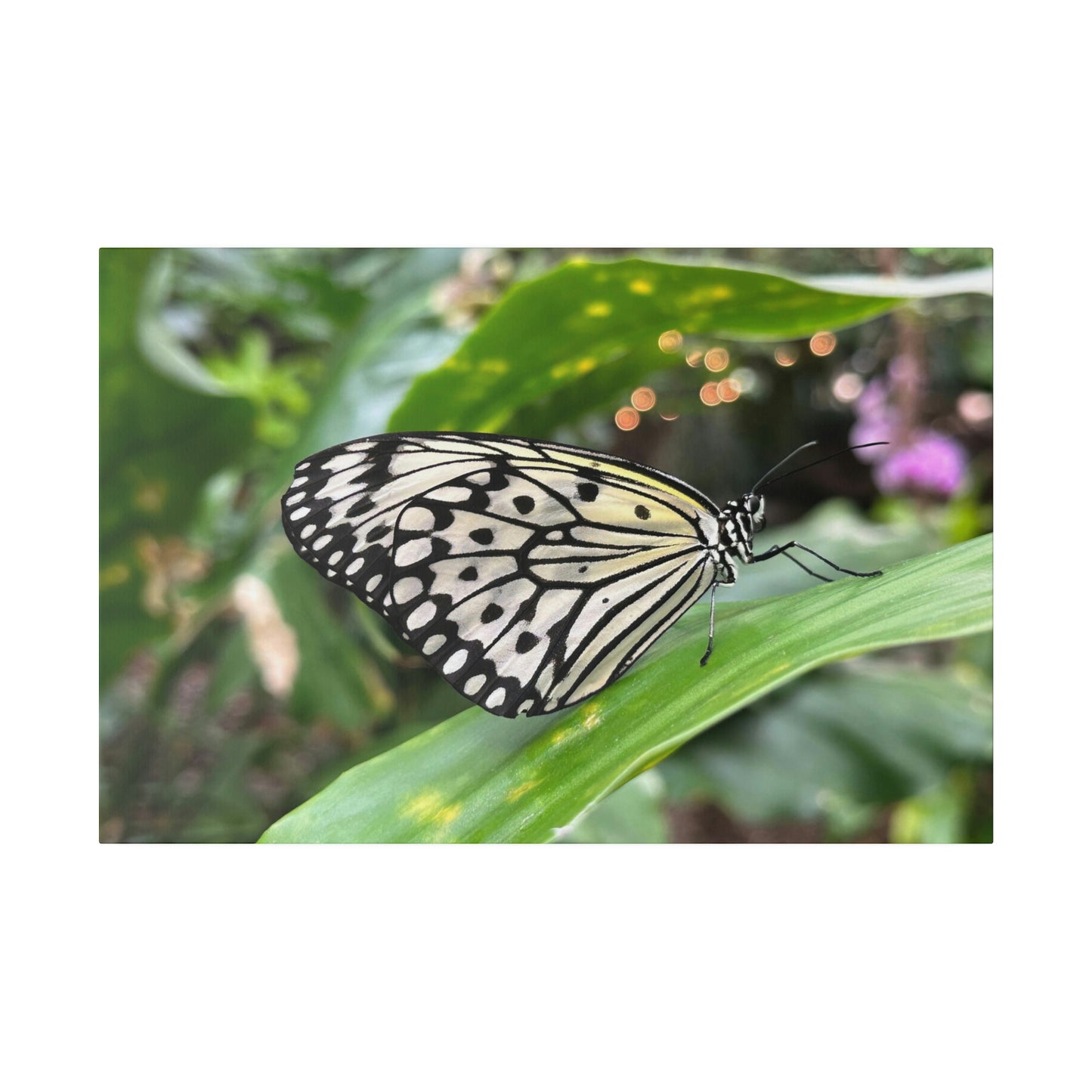 Black and White Butterfly on Matte Canvas, Stretched, 0.75"