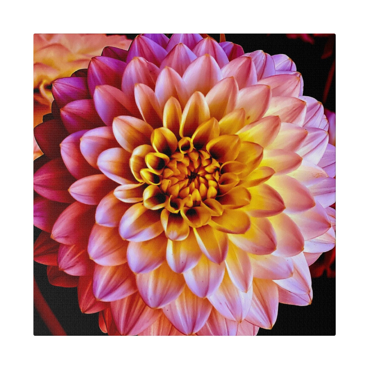 Colorful Dahlia on Matte Canvas, Stretched, 0.75"