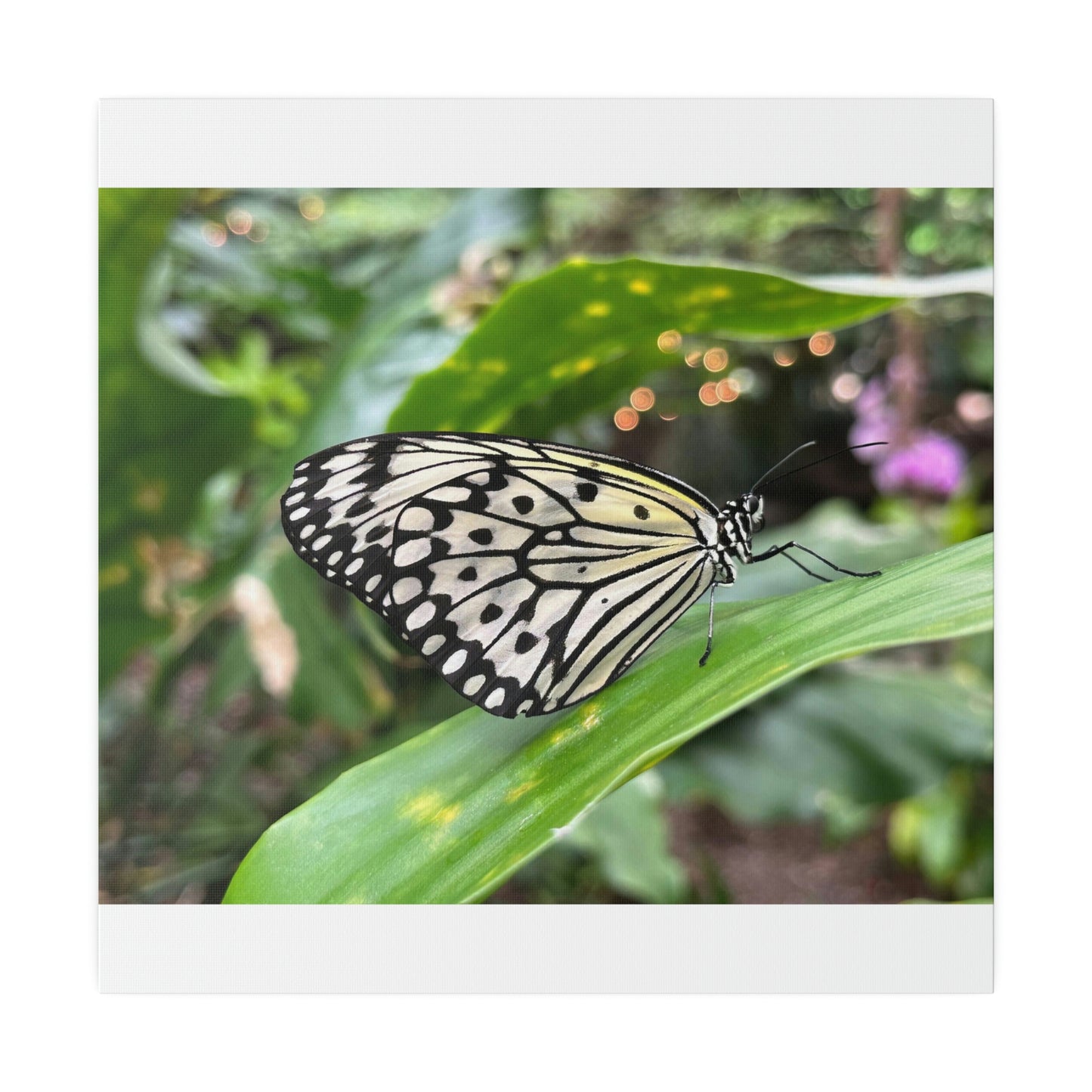 Black and White Butterfly on Matte Canvas, Stretched, 0.75"