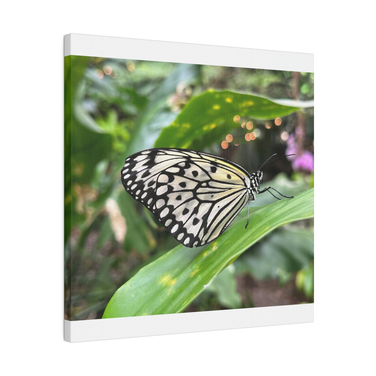 Black and White Butterfly on Matte Canvas, Stretched, 0.75"