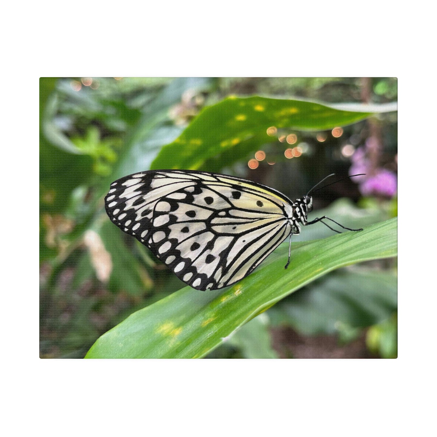 Black and White Butterfly on Matte Canvas, Stretched, 0.75"