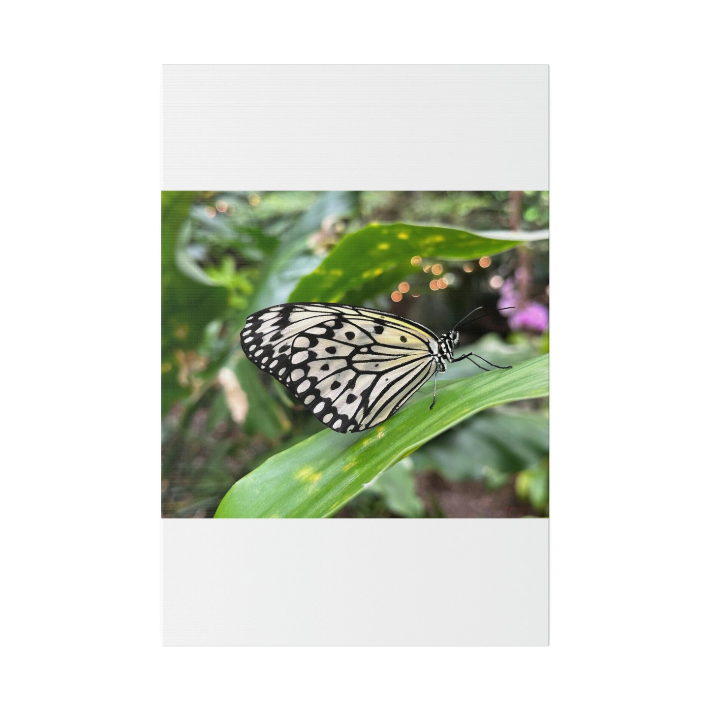 Black and White Butterfly on Matte Canvas, Stretched, 0.75"