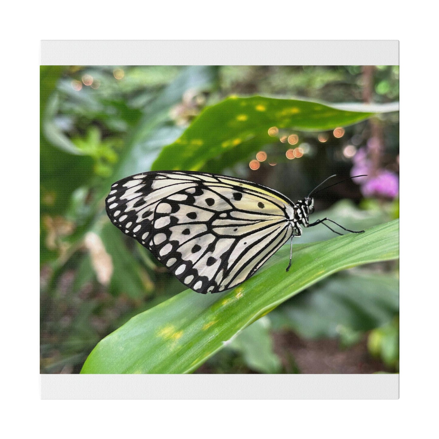 Black and White Butterfly on Matte Canvas, Stretched, 0.75"