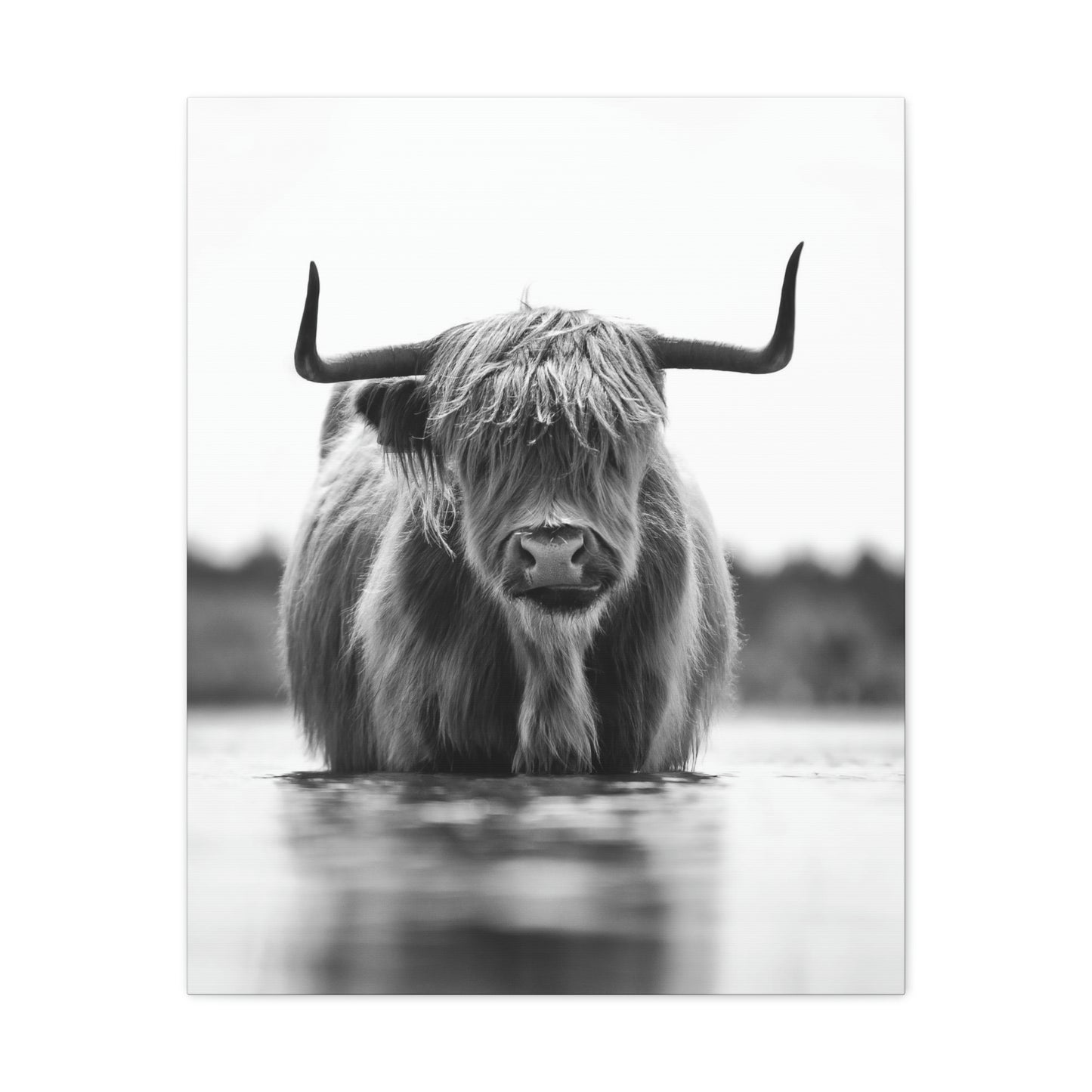 Highland Cow in water