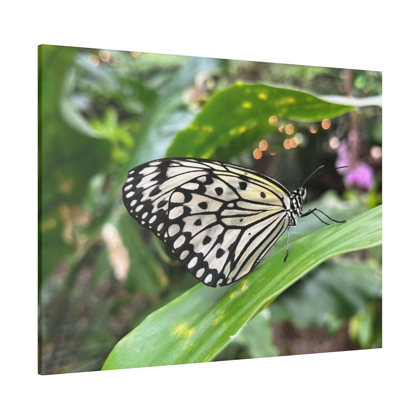 Black and White Butterfly on Matte Canvas, Stretched, 0.75"