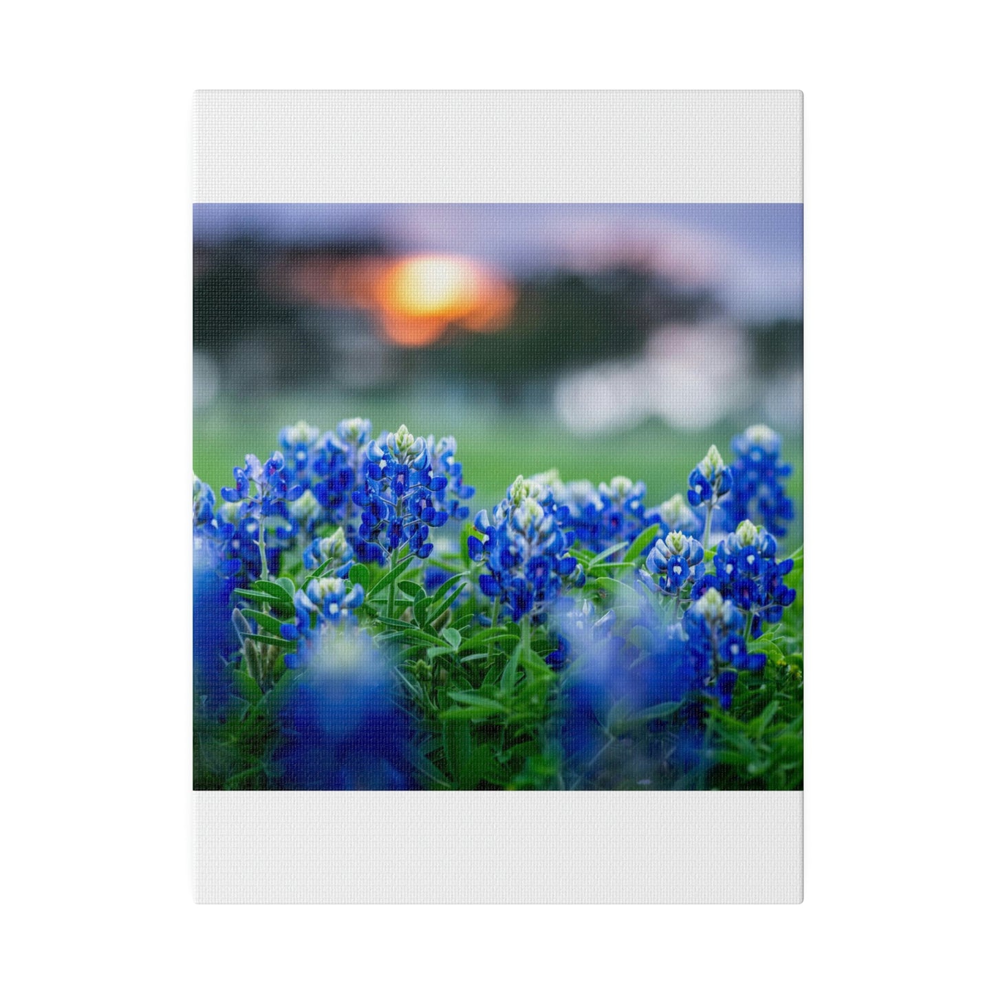 Blue Bonnets on matte Canvas, Stretched, 0.75"