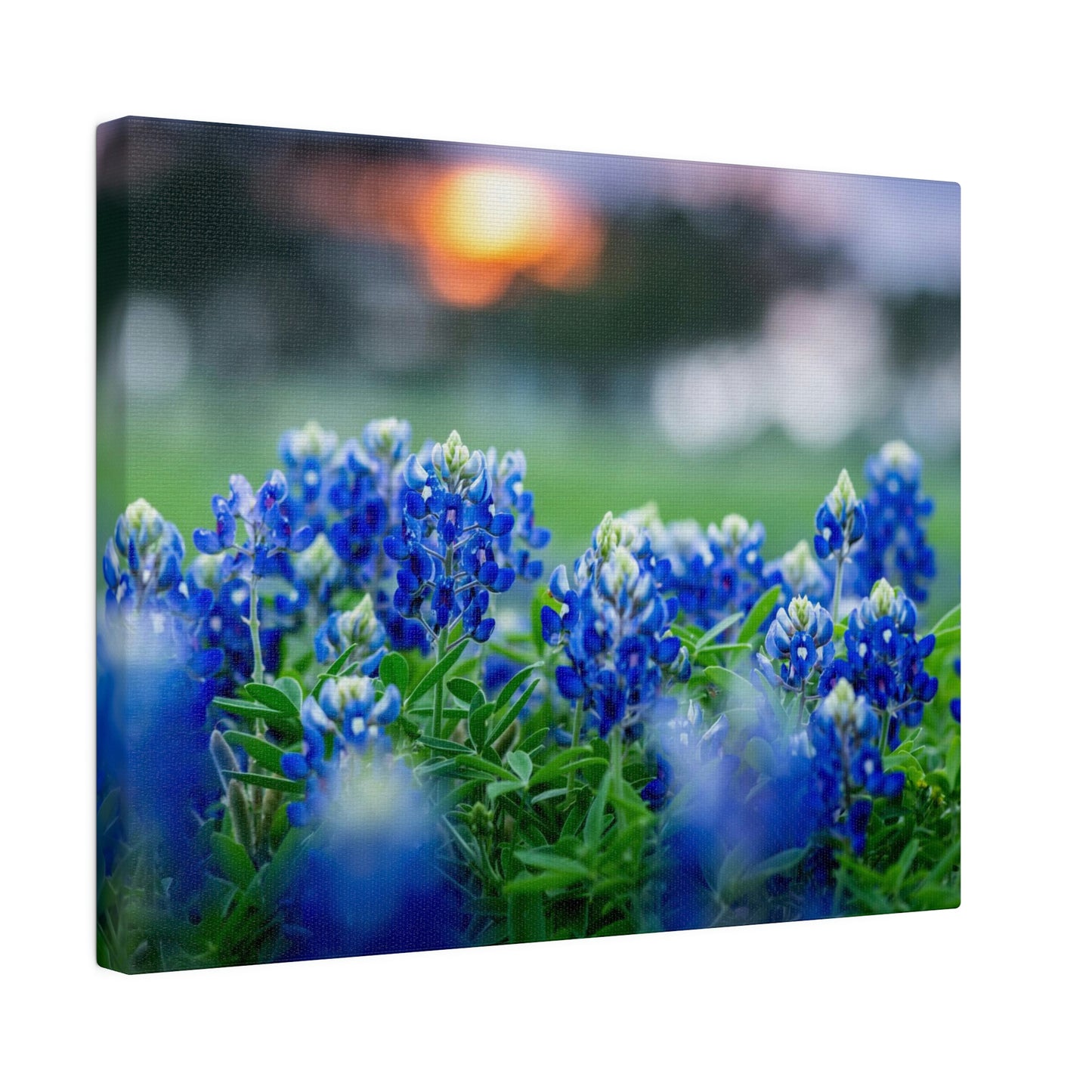 Blue Bonnets on matte Canvas, Stretched, 0.75"