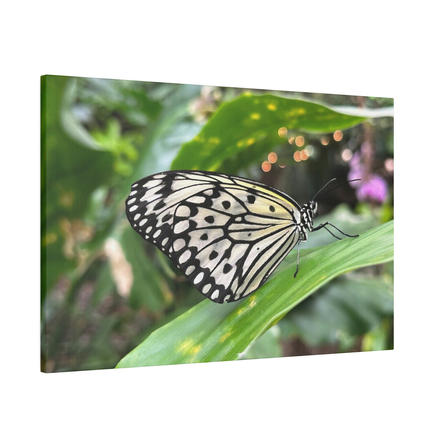 Black and White Butterfly on Matte Canvas, Stretched, 0.75"