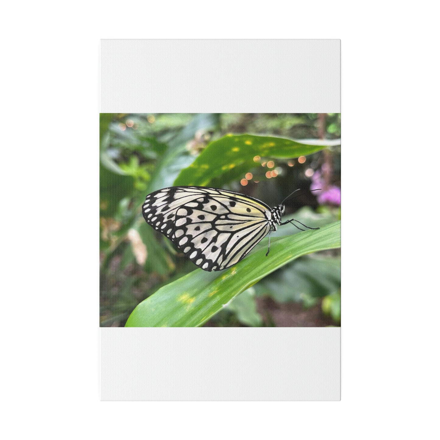 Black and White Butterfly on Matte Canvas, Stretched, 0.75"