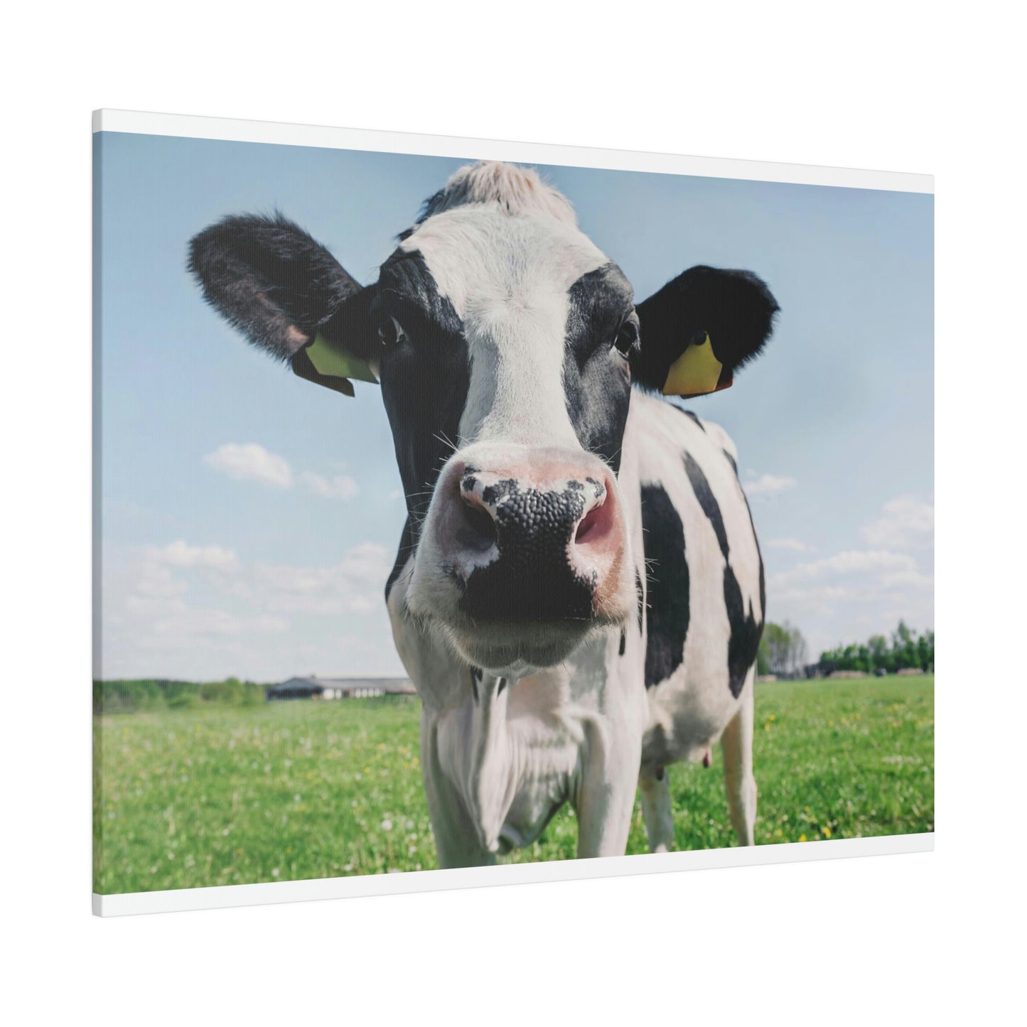 Black and White Cow, Matte Canvas, Stretched, 0.75"