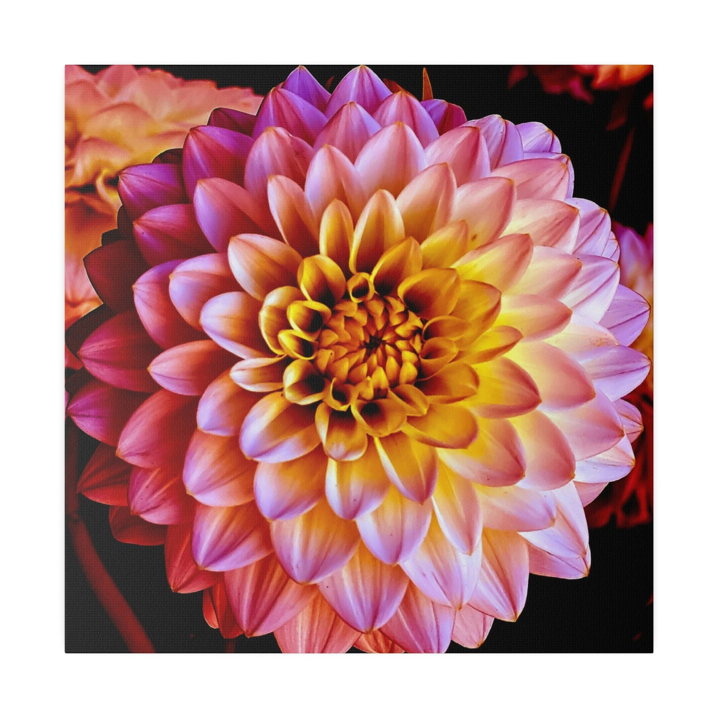 Colorful Dahlia on Matte Canvas, Stretched, 0.75"