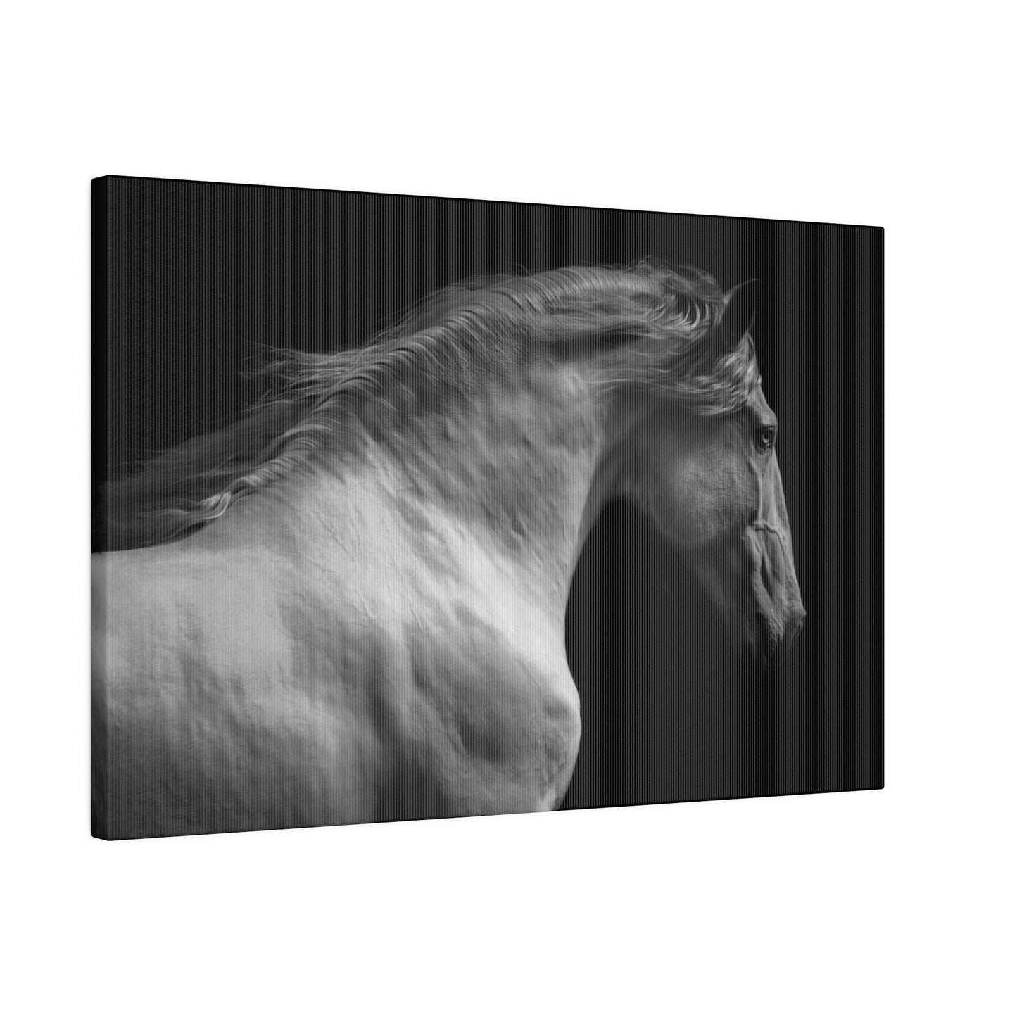 Black and White Horse on Matte Canvas, Stretched, 0.75"