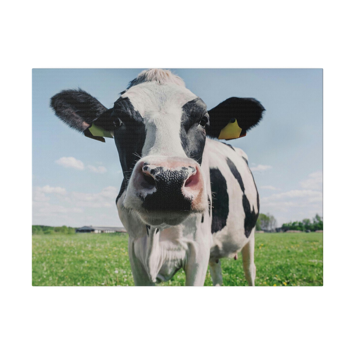 Black and White Cow, Matte Canvas, Stretched, 0.75"